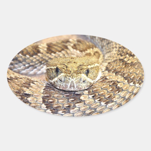 Rattlesnake Oval Sticker (Front)