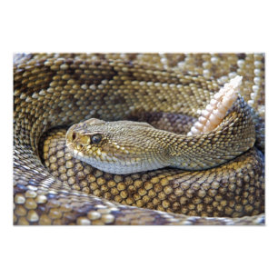 Rattlesnake photo