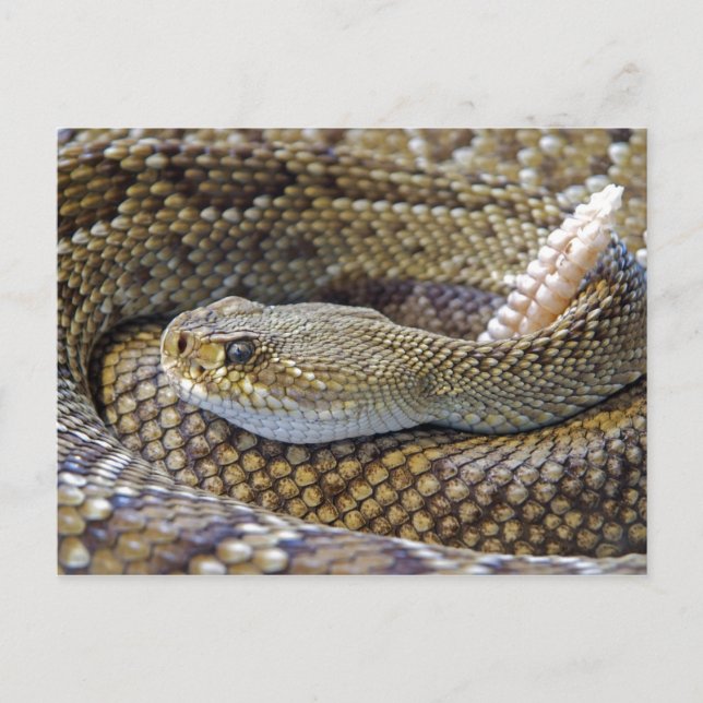 Rattlesnake photo postcard (Front)
