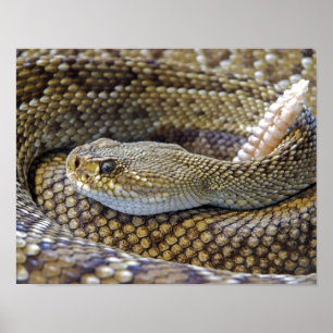 Rattlesnake photo poster
