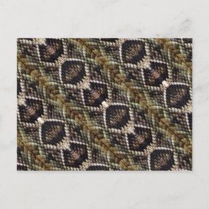 Rattlesnake Postcard