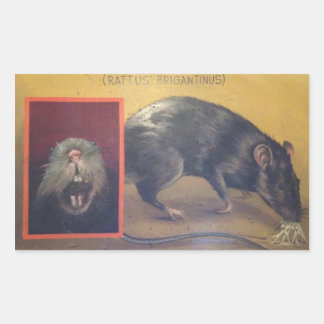 Rattus Brigantinus Sticker