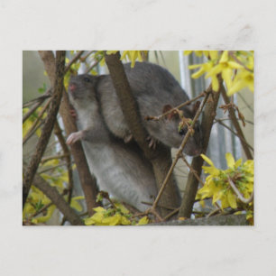 Ratty cuddles Postcard