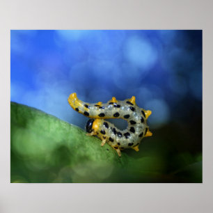 Raupe der breitfüßigen Birkenblattwespe Poster