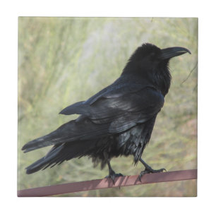 Raven Ceramic Tile