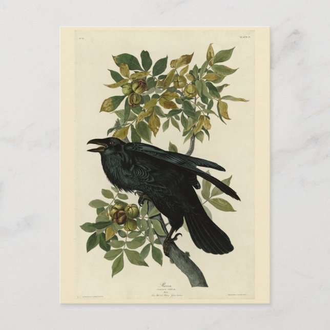 Raven (Common Raven) from Audubon Birds of America Postcard (Front)