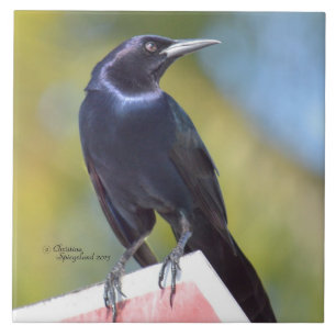 Raven Crow Blackbird Bird Tile