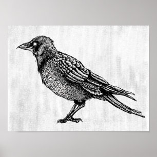 Raven Gothic Black And White Horror Ink Drawing Poster