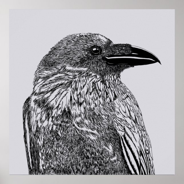 Raven Illustration  Poster (Front)