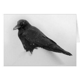 Raven in Snow Card