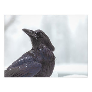 Raven in Snow Photo Print