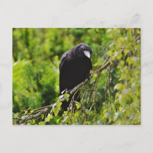 Raven in Tree Postcard