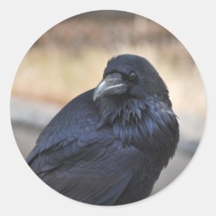 Raven of Yellowstone Classic Round Sticker