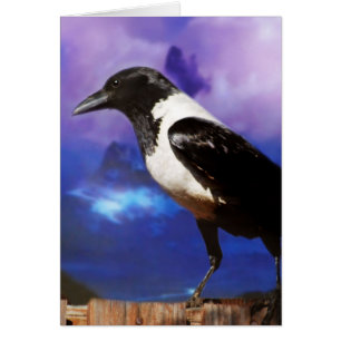 Raven on a fence