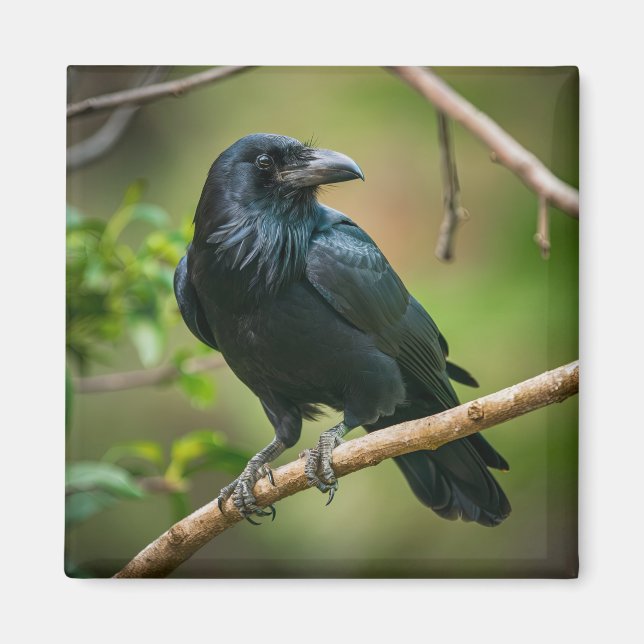 Raven on a Tree Branch Magnet (Front)