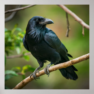 Raven on a Tree Branch Poster