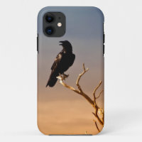 Raven on Sunlit Tree Branches, Grand Canyon