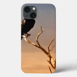 Raven on Sunlit Tree Branches, Grand Canyon iPhone 13 Case