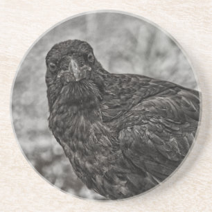 Raven P9239 Coaster
