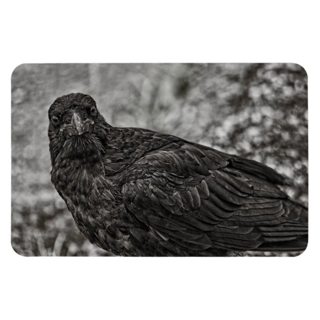 Raven P9239 Magnet (Horizontal)