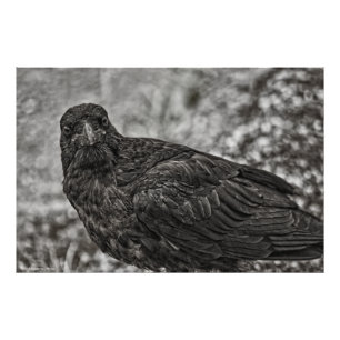 Raven P9239 Photo Print