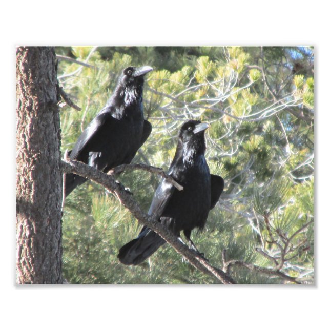 Raven Pair in the Mountain Photo Print (Front)