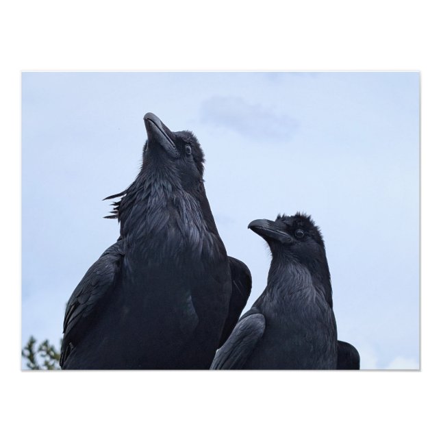 Raven Photo Print (Front)