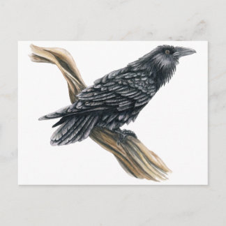 Raven Postcard