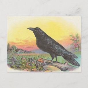 Raven Postcard