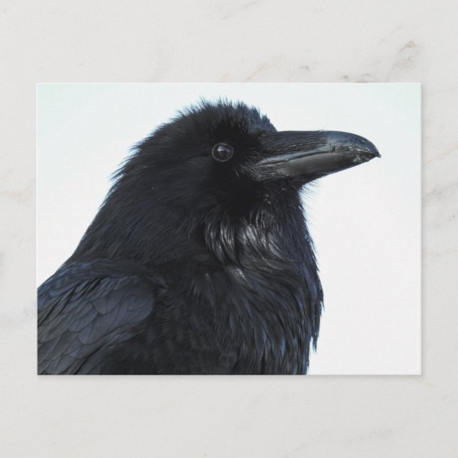 Raven Postcard (Front)