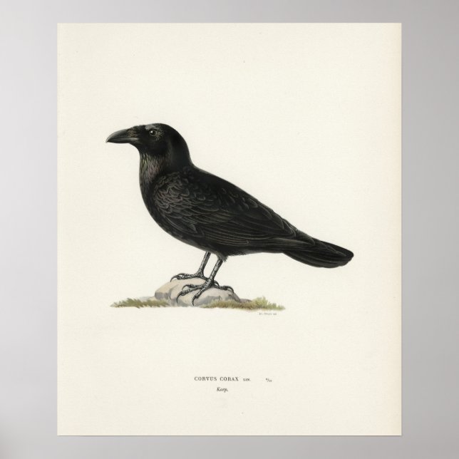 Raven Poster (Front)