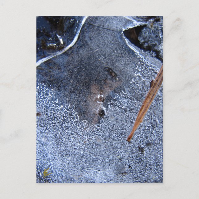 Raven Totem, Black Bird Corvid  Postcard (Front)