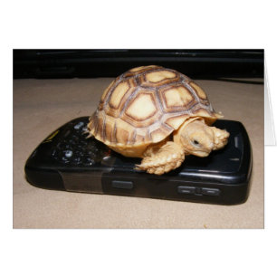 Rawr Phone Home
