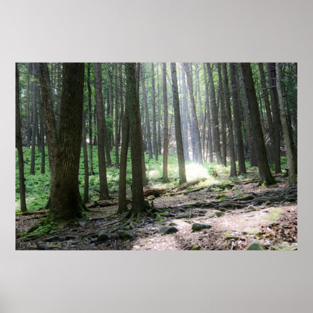 Ray of Hope 36 x 24 Poster (Front)