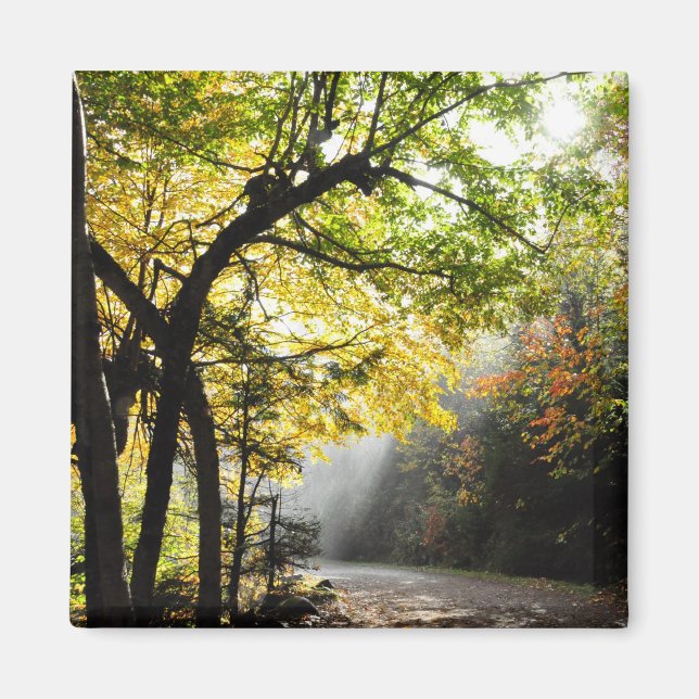 Rays Sun Shady Forest Canyon Ste-Anne QC Magnet (Front)