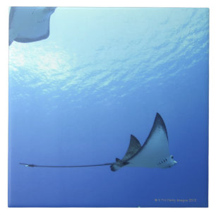Rays swimming, Saipan, Northern Mariana Islands Ceramic Tile