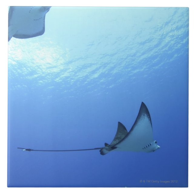 Rays swimming, Saipan, Northern Mariana Islands Ceramic Tile (Front)