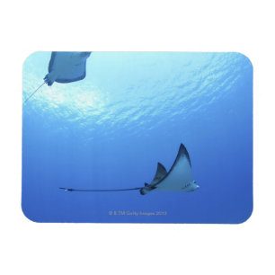 Rays swimming, Saipan, Northern Mariana Islands Magnet