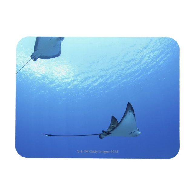 Rays swimming, Saipan, Northern Mariana Islands Magnet (Horizontal)