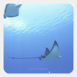 Rays swimming, Saipan, Northern Mariana Islands Square Sticker