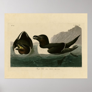Razor Bill, John James Audubon's Birds of America  Poster