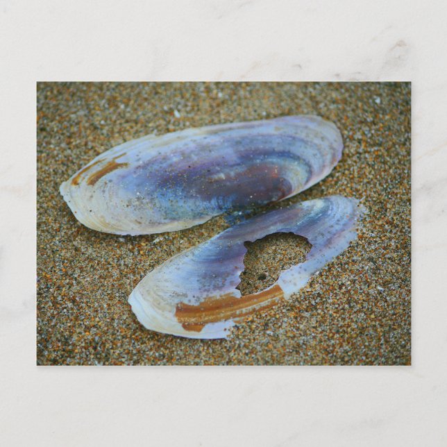 Razor Clam Shell, Oregon Postcard (Front)