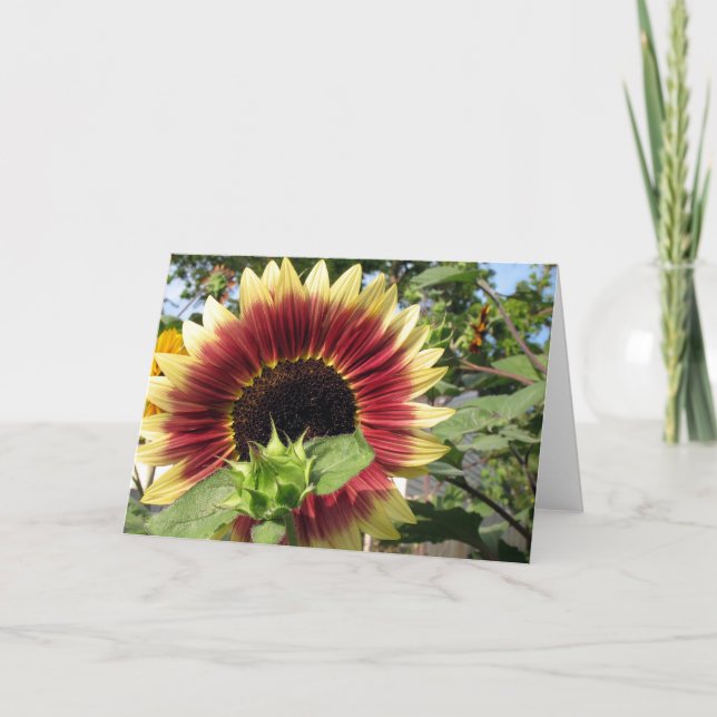 Razzmatazz Sunflower Card (Front)
