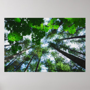 Reach for the Sky Tree Photograph Poster