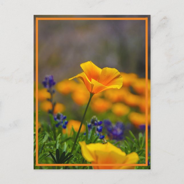 Reach for the star postcard (Front)