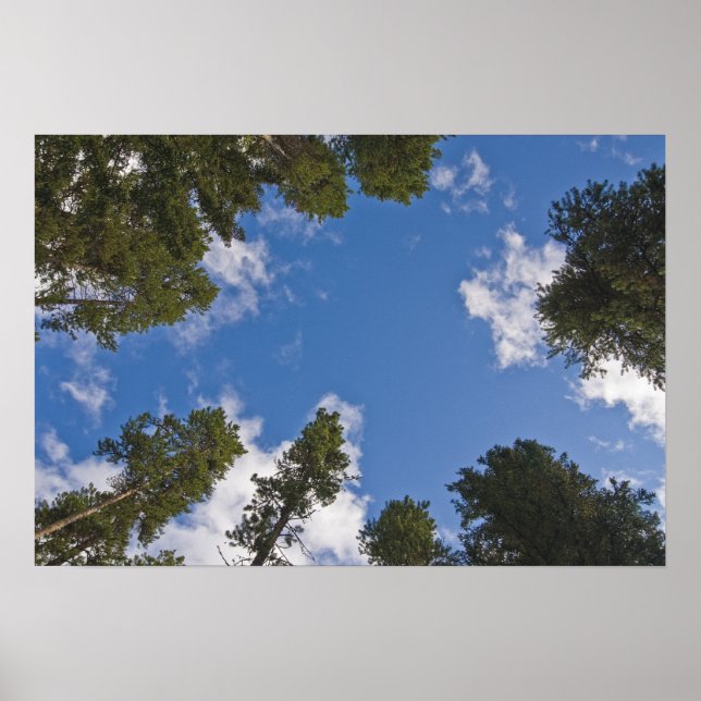 Reaching for the Skies Poster (Front)