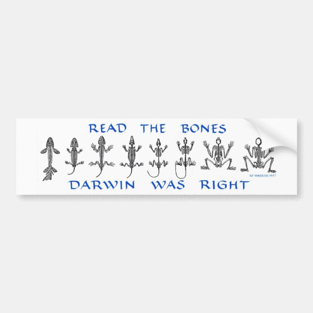 Read The Bones, Darwin Was Right Bumper Sticker (Front)