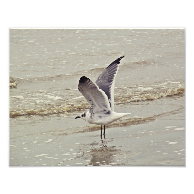 Ready for flight Photo Print (Front)