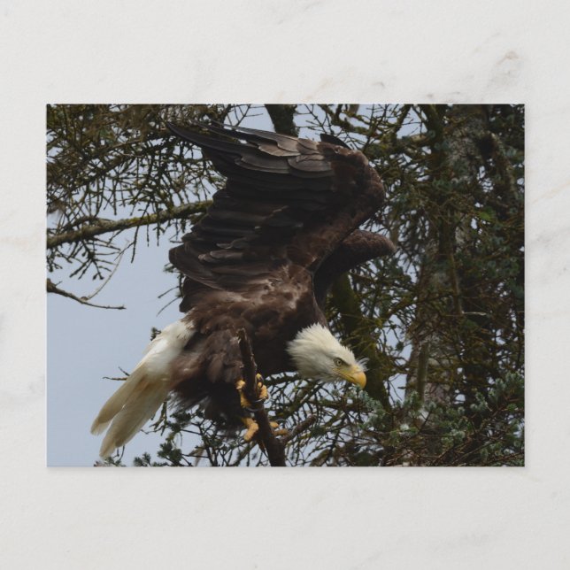 Ready For Flight Postcard (Front)