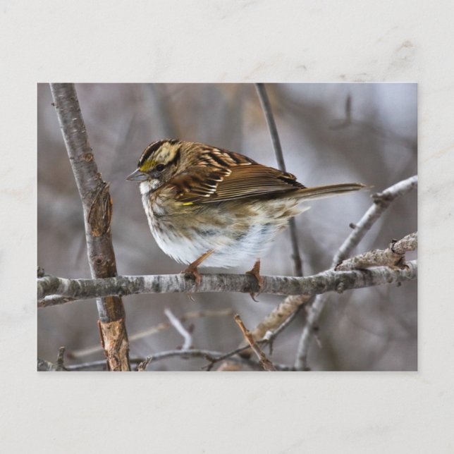 Ready For Takeoff-postcardcopy Postcard (Front)